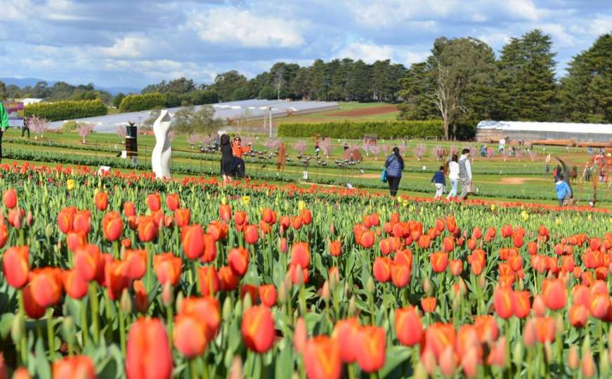 Festival tulipana u Australiji tradicionalno najavio dolazak proljeća